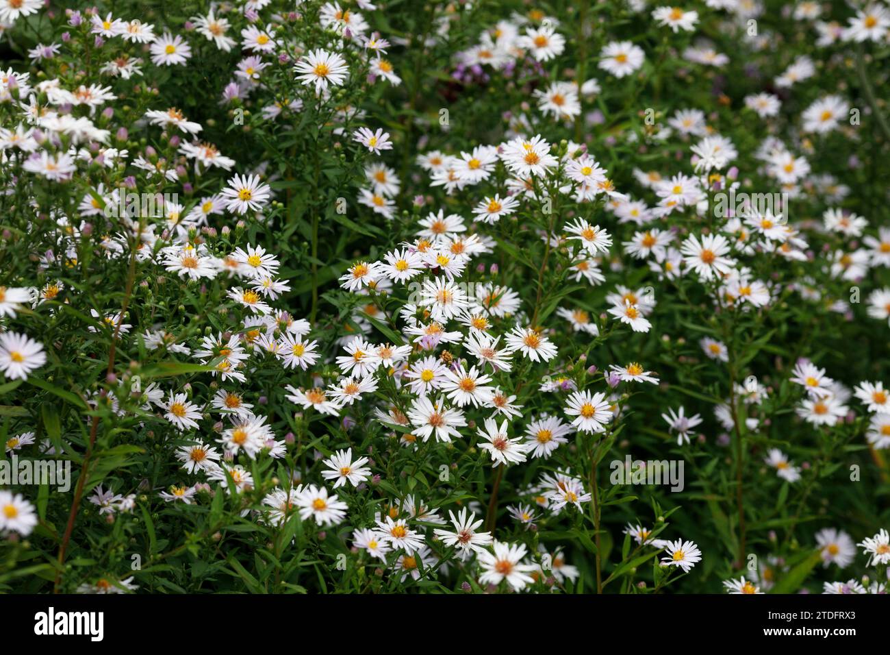 Symphyotrichum Blumen. Astern im Garten. Stockfoto