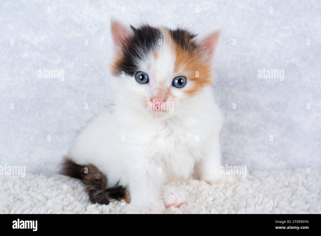 Porträt eines kleinen dreifarbigen Kätzchens. Winziges Schildpatt-Kätzchen. Stockfoto