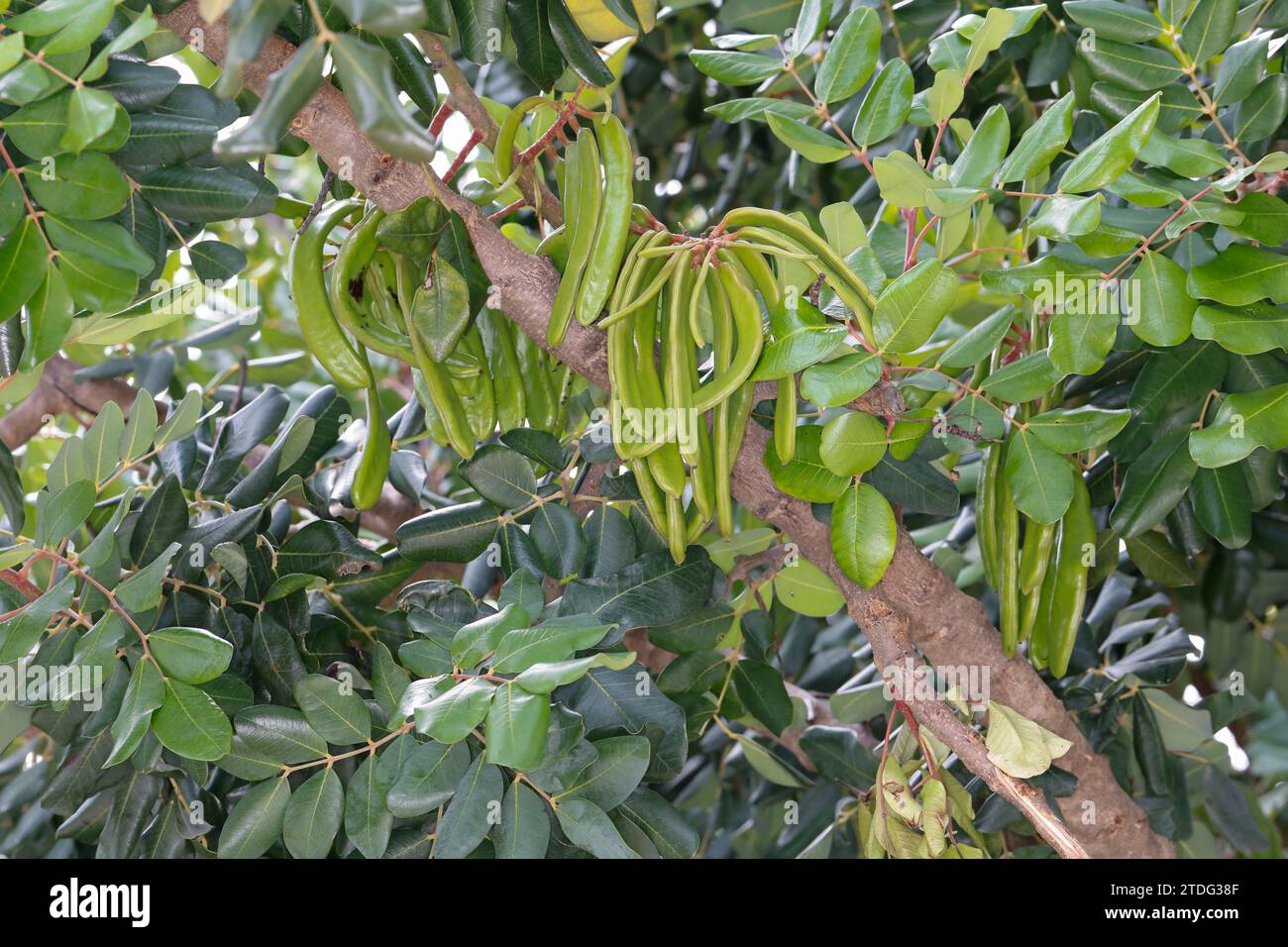Johannisbrotbaum, Johannis-Brotbaum, unreife Früchte Ceratonia siliqua, Johannisbrot, Obst, Caroubier Stockfoto