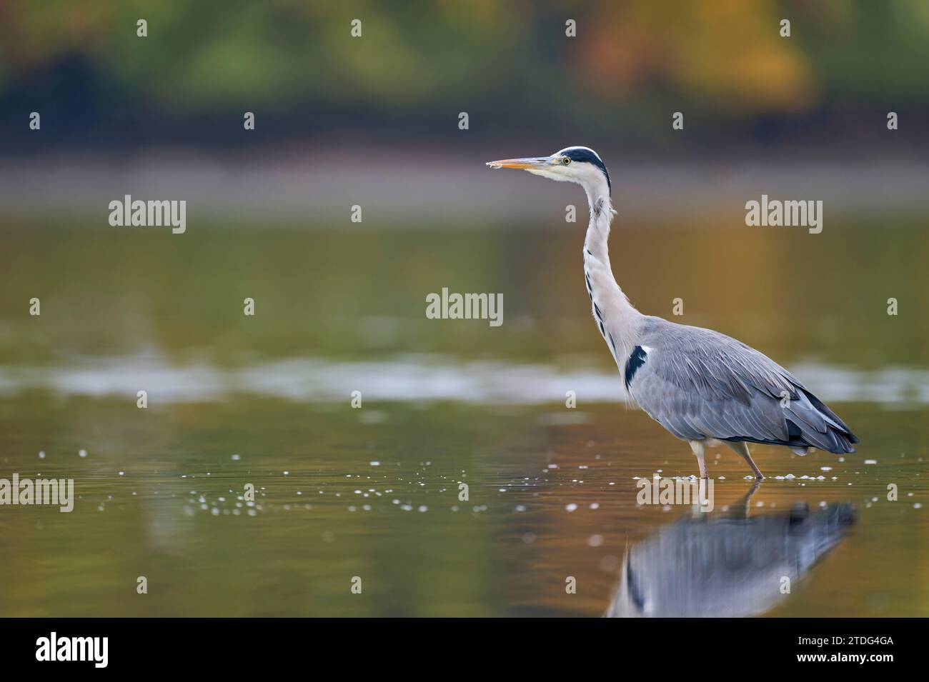 Graureiher Ardea Cinerea, Graureiher Stockfoto