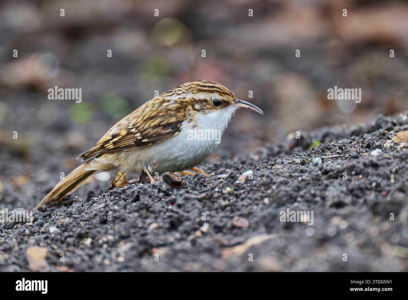 Waldbaumläufer, Certhia familiaris, eurasischer Baumstamm Stockfoto