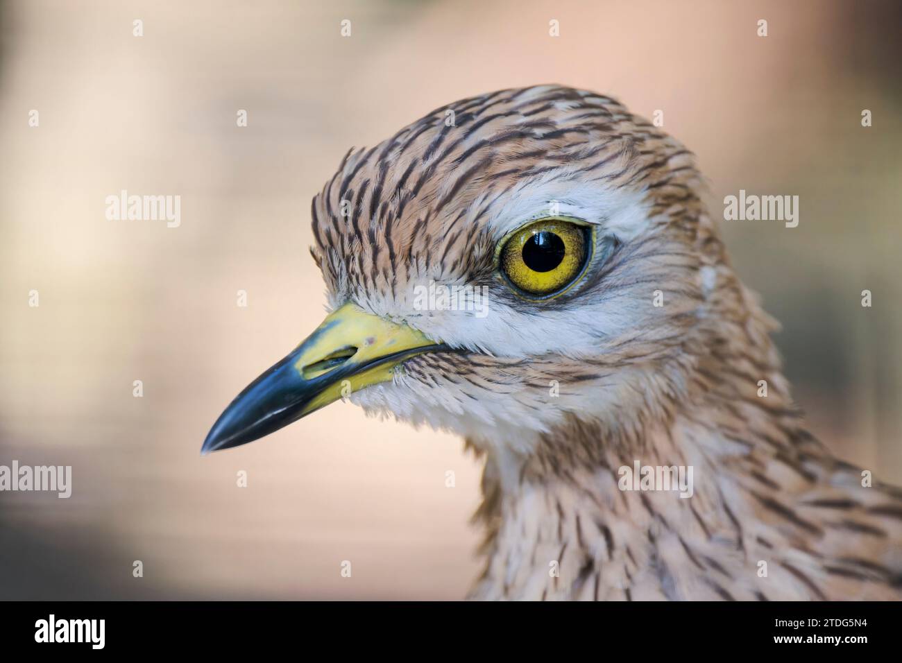 Triel, Burhinus oedicnemus, Eurasischer Steinbrach Stockfoto