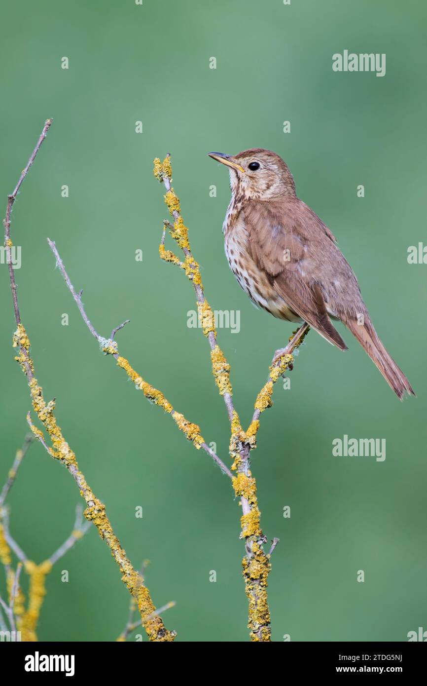 Singdrossel, Turdus philomelos, Song-Thrush Stockfoto