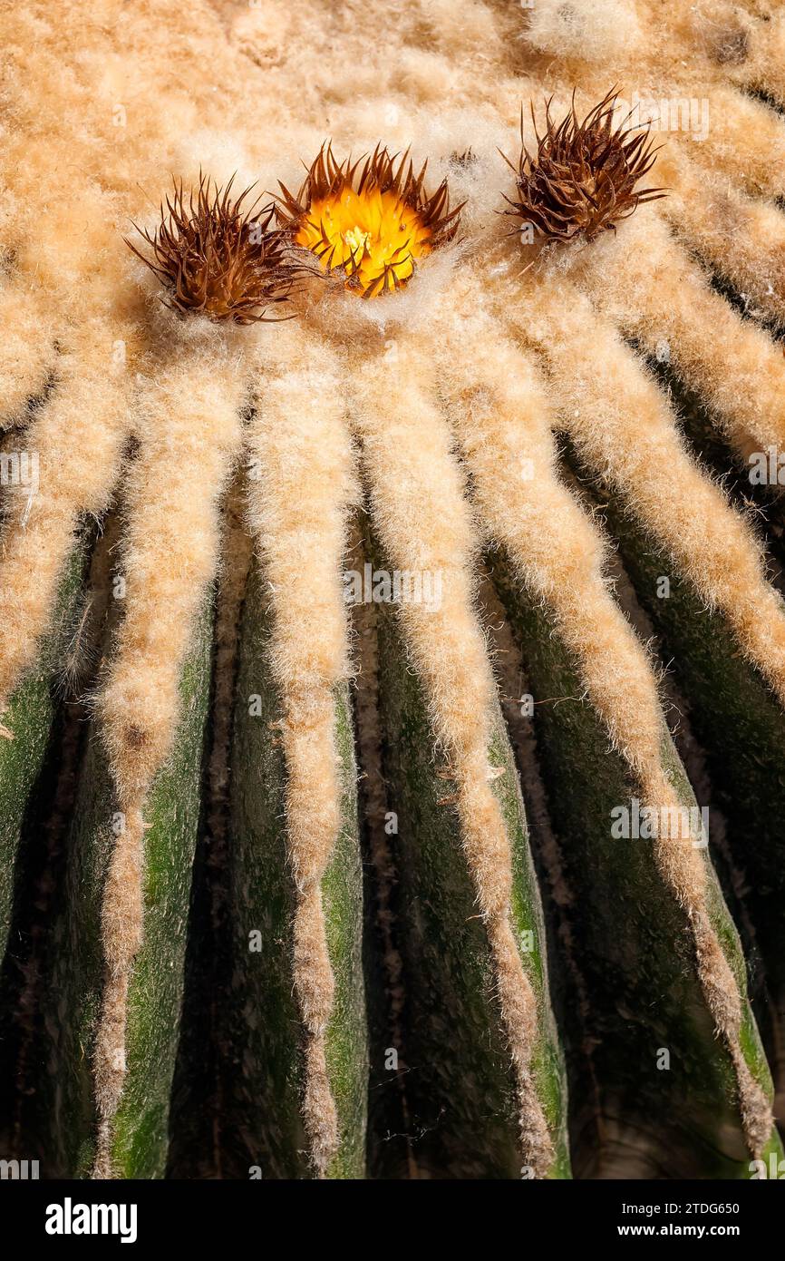 mammillaria cristata Mammillaria matudae f. cristata  Serres Lavoie