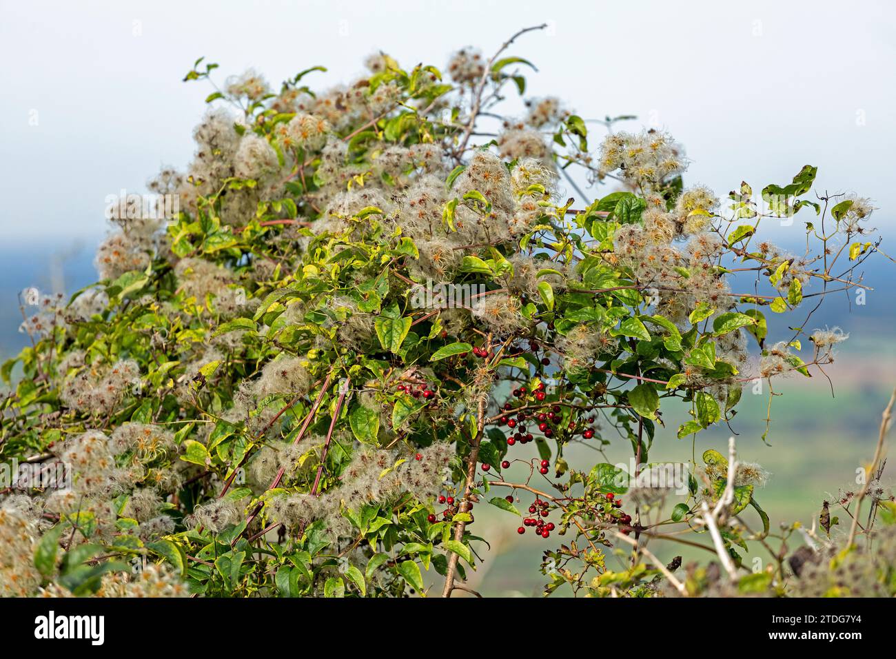 Mile-a-Minute-Rebe (Fallopia baldschuanica), Truleigh Hill, Shoreham by Sea, South Downs, West Sussex, England, Großbritannien Stockfoto