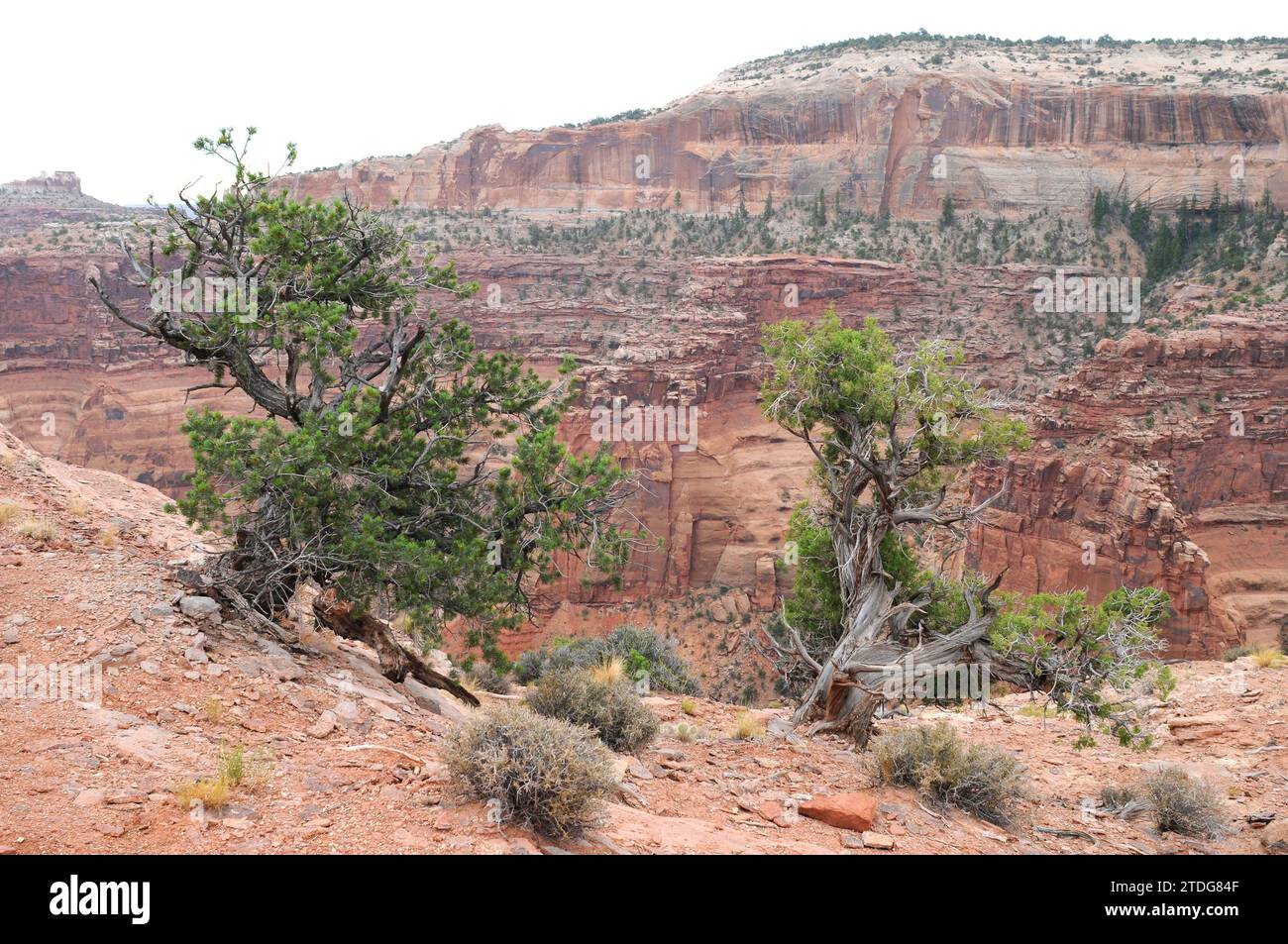 Colorado Pinyon oder Pinyonkiefer (Pinus edulis) und Utah juniper (Juniperus osteosperma) rechts. Dieses Foto wurde im Canyonlands National Park, UT, aufgenommen Stockfoto