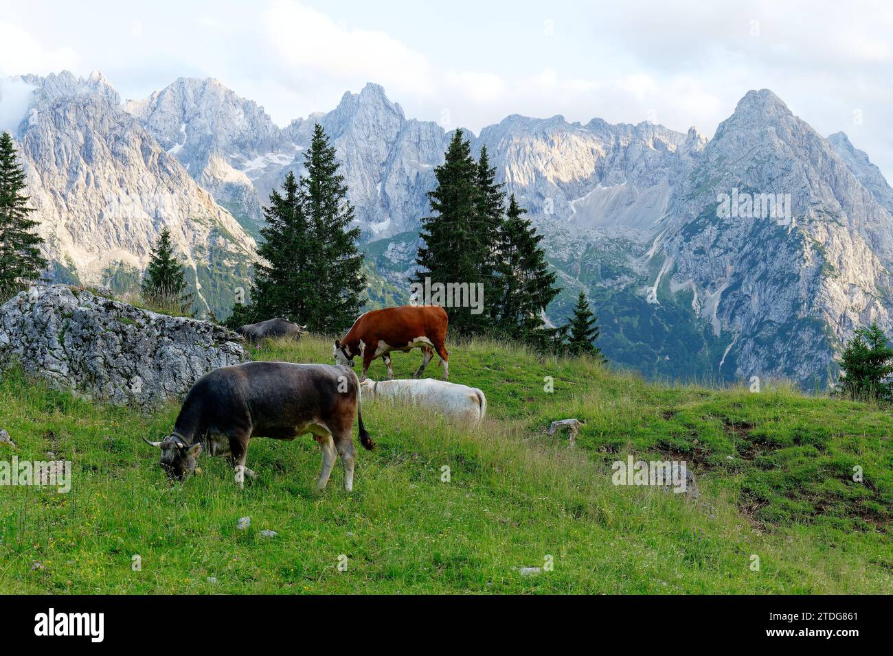 Kühe in den italienischen Alpen in den Dolomiten bei Sonnenuntergang mit Bergen im Hintergrund. Stockfoto