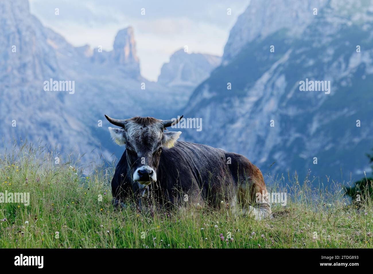 Kuh in den italienischen Alpen in den Dolomiten bei Sonnenuntergang mit Bergen im Hintergrund. Stockfoto