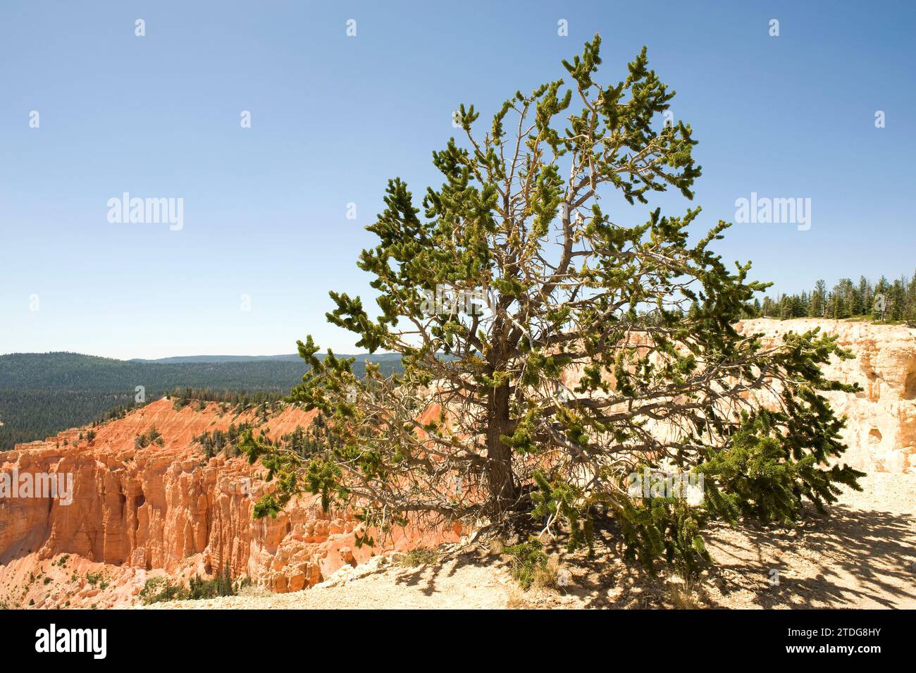 Die Borstenbaumkiefer (Pinus longaeva) des großen Beckens ist ein sehr langlebiger Nadelbaum (mehr als 5,000 Jahre). Ist in Kalifornien, Nevada und Utah beheimatet. Stockfoto