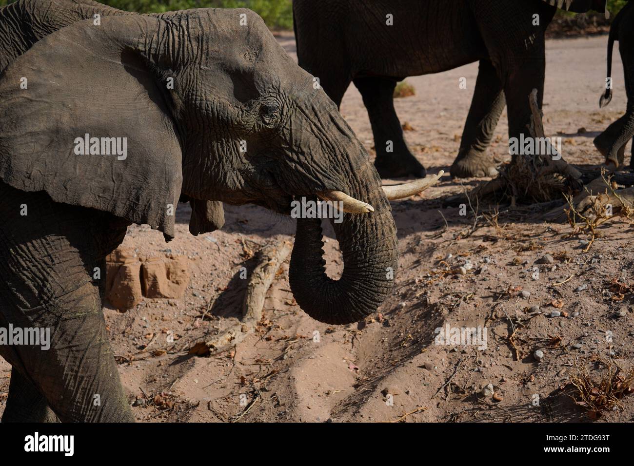 Profilporträt eines Wüstenelefanten in Damaraland, Namibia Stockfoto