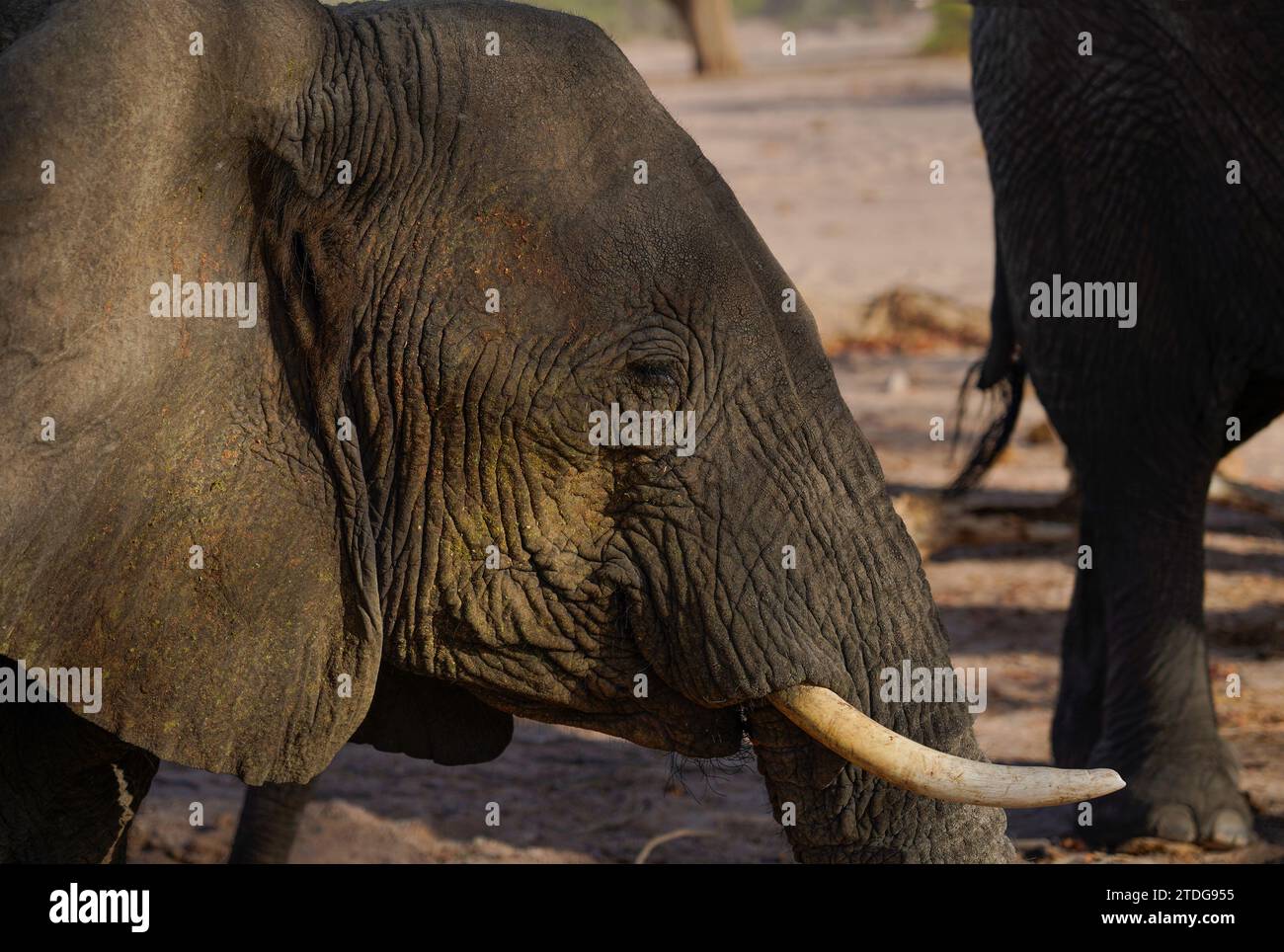 Profilporträt des afrikanischen Elefanten, Damaraland, Namibia Stockfoto