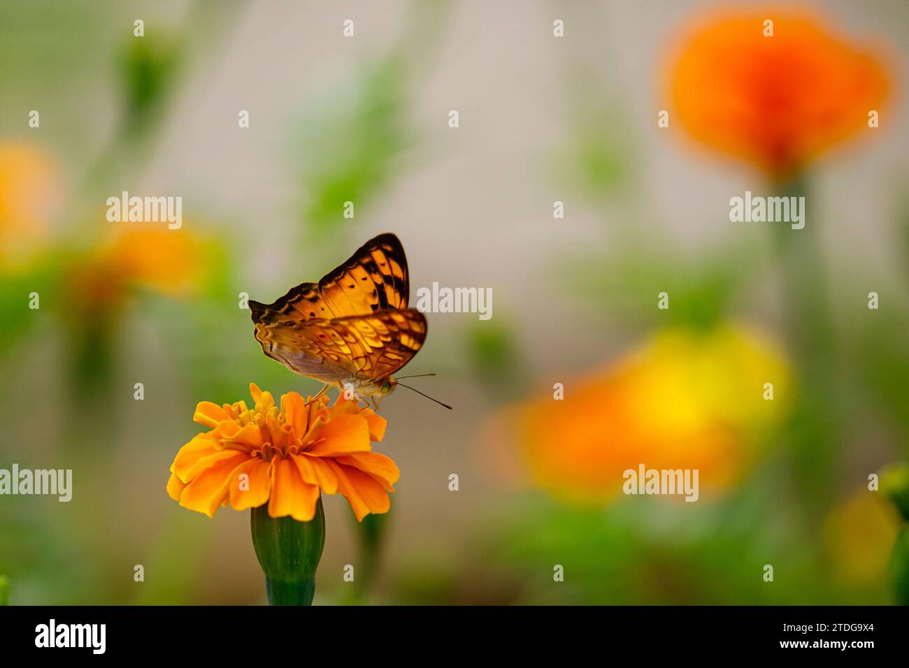 Schmetterling auf Blüte im Dschungel von CUC Phuong Stockfoto