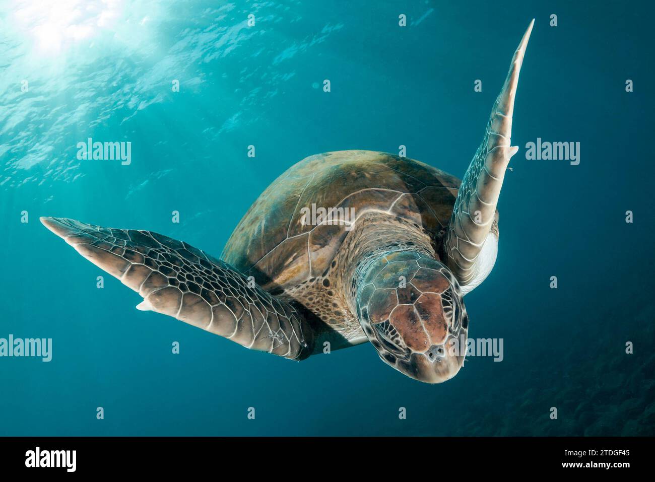Grüne Schildkröte, die im Wasser fliegt Stockfoto