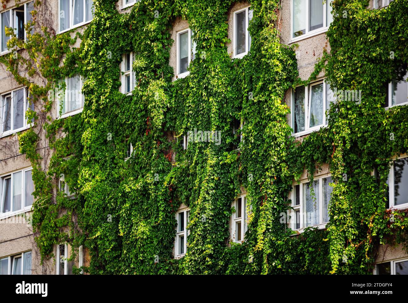 Das Fenster an der Fassade des Hauses ist mit trockenem Efeu verflochten.  Die Kontur der Pflanze in Form eines Herzens Stockfotografie - Alamy