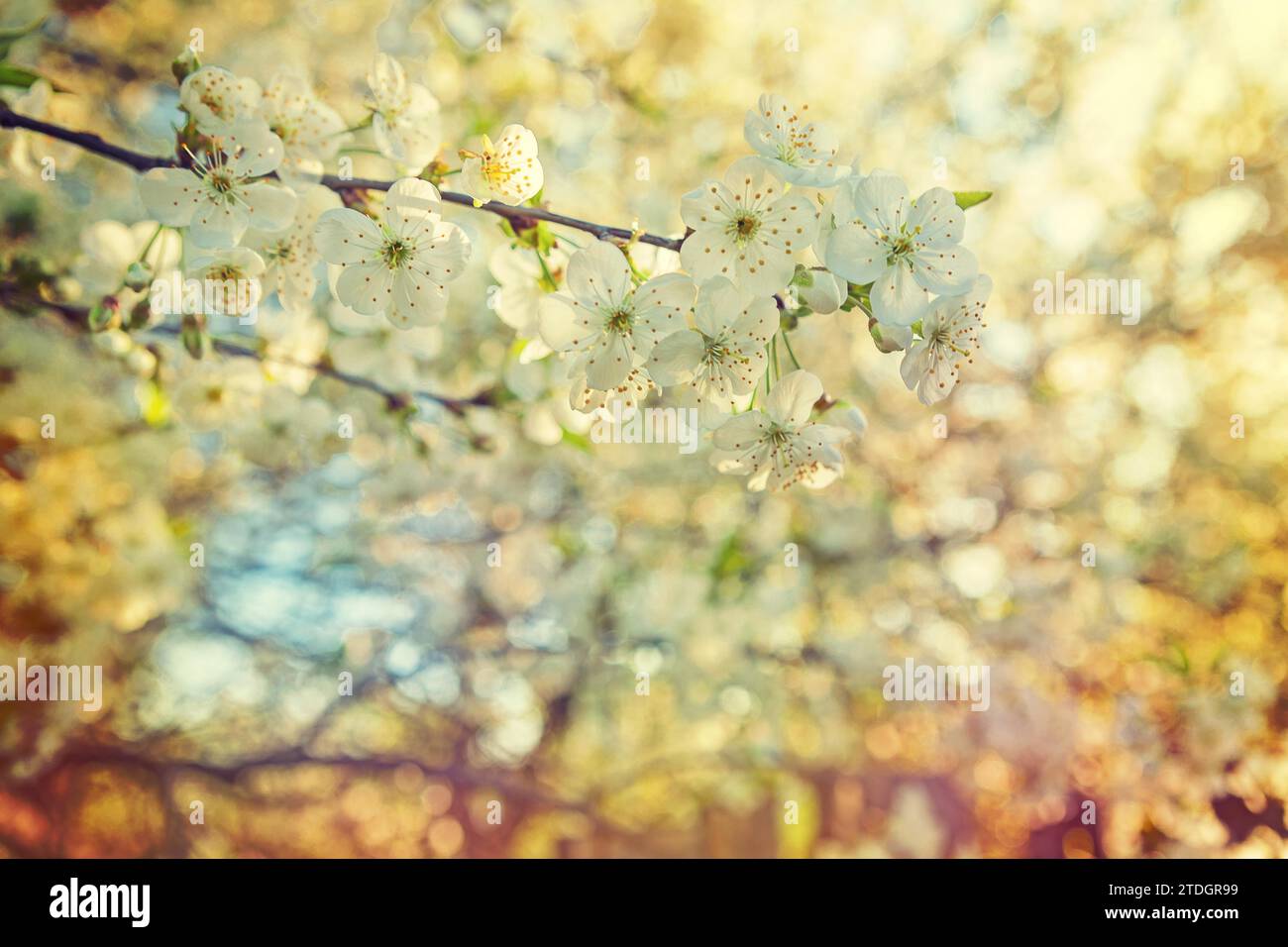 Kirschblüte aus nächster Nähe auf kleinen Zweig bei Sonnenuntergang Stockfoto