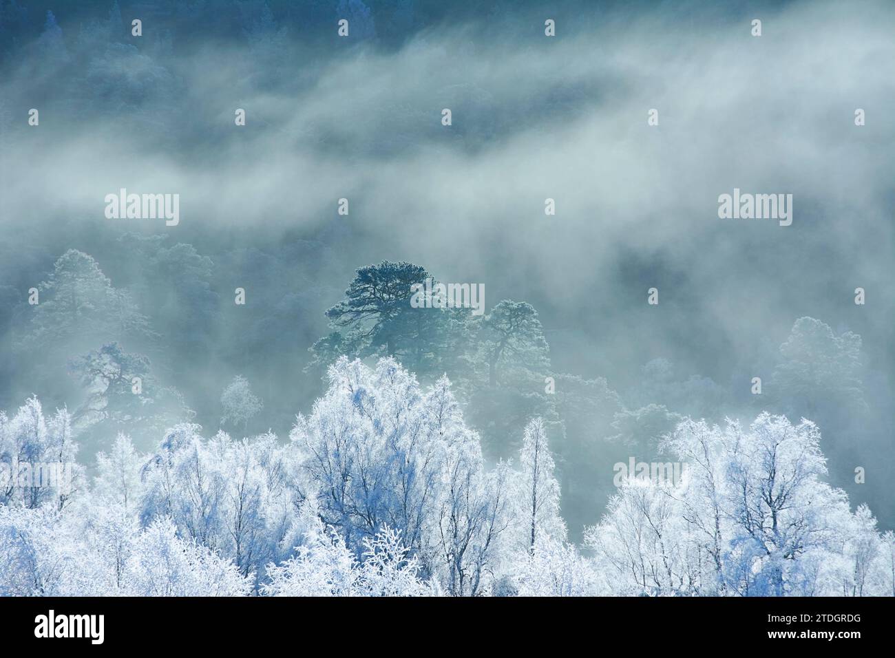 Glen Affric Cannich Scotland ein Nebel am frühen Wintermorgen und weißer Frost bedeckt die kaledonischen Kiefern und Birken Stockfoto