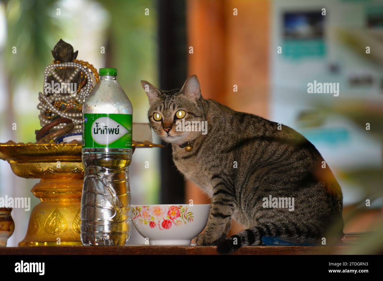 Eine außergewöhnliche Katze, die auf einer Theke mit einem göttlichen Opfer sitzt, Thailand Stockfoto