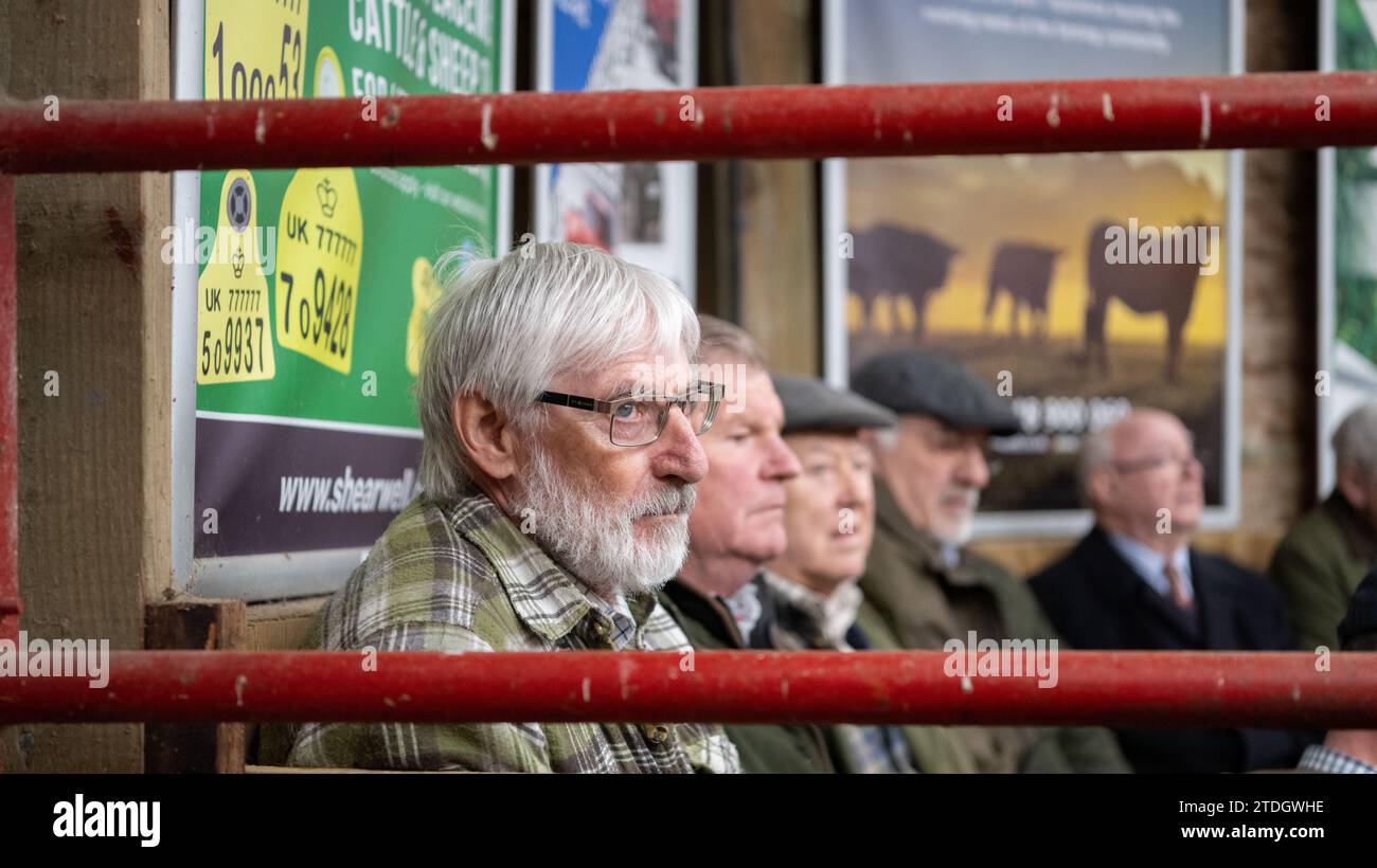 Verkauf von kommerziellen Rindern im Pateley Bridge Auction Mart in den Yorkshire Dales, Großbritannien. Stockfoto