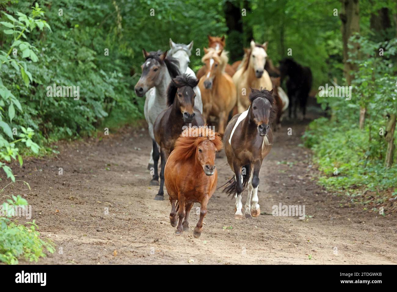 Ponys laufen auf die Weide, Plau am See, Mecklenburg-Vorpommern, Deutschland Stockfoto