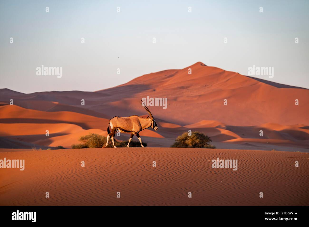 Oryx Antilopen, die durch die Wüste wandern, heben sich von den abendlichen Dünen ab, Namib-Wüste, Sossusvlei-Region und Namib-Naukluft Stockfoto