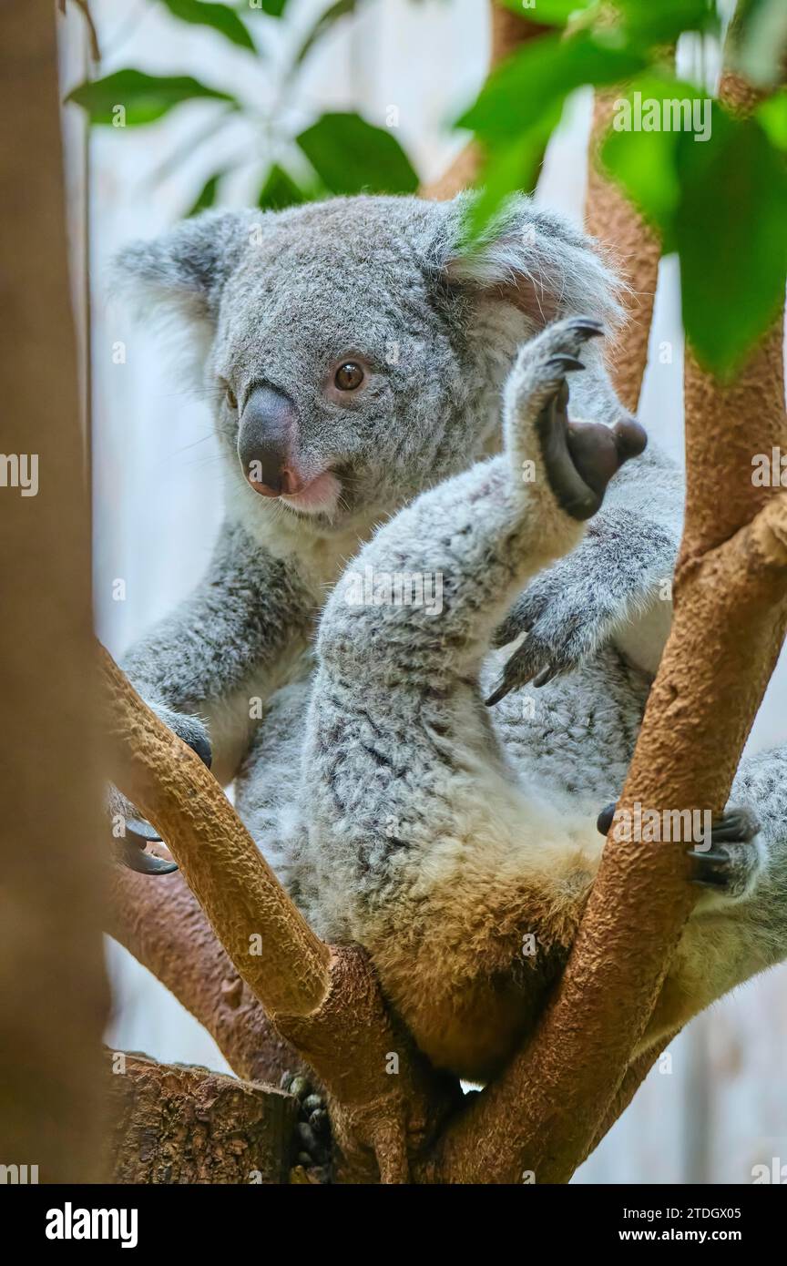 Koala (Phascolarctos cinereus) kuschelt sich in die Äste eines Baumes und sieht entspannt aus Stockfoto