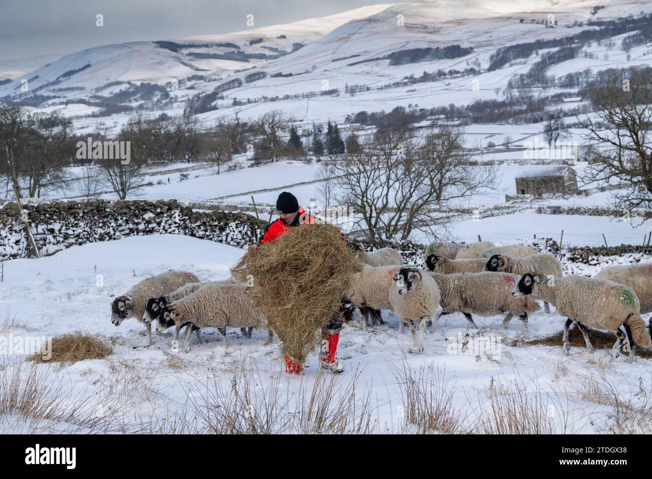 Die Hirtin füttert Schafheu an einem schneebedeckten Wintermorgen. Wensleydale, North Yorkshire, Großbritannien. Stockfoto