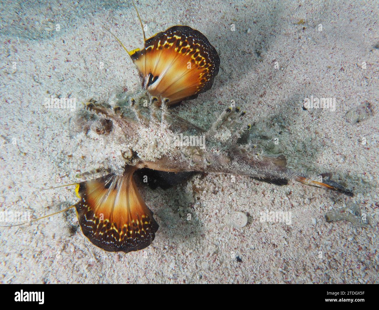 Ein walkman Filament Devilfish (Inimicus filamentosus) Devilfish warnt Feinde mit seinen farbigen Flossen. Tauchplatz House Reef, Mangrove Bay, El Stockfoto