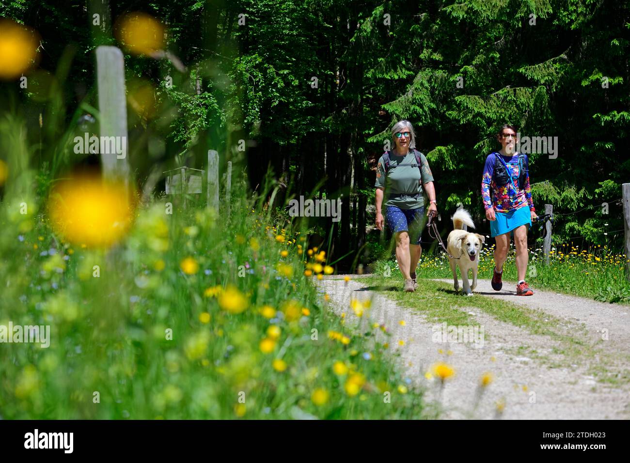 Kräuterwanderführer (Sylvia) Schmuck- und Gartenbauingenieurin Tina Robok auf Wandertour, Glapfalm, Reit im Winkl, Chiemgau, Oberbayern, Bayern Stockfoto