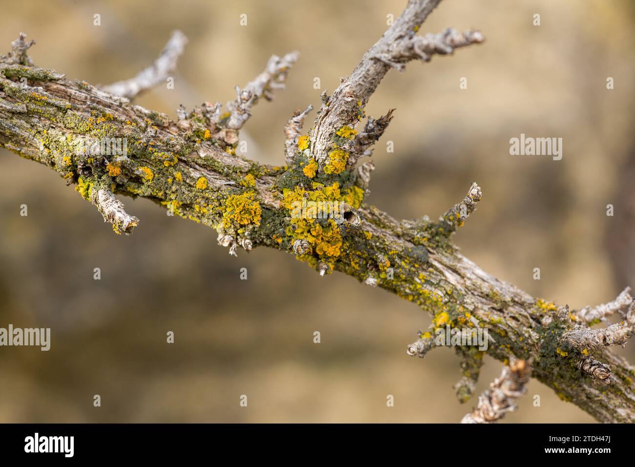 Bunte Blattflechten auf einem Baumzweig in der Wüste im Sego Canyon bei Thompson, Utah. Stockfoto