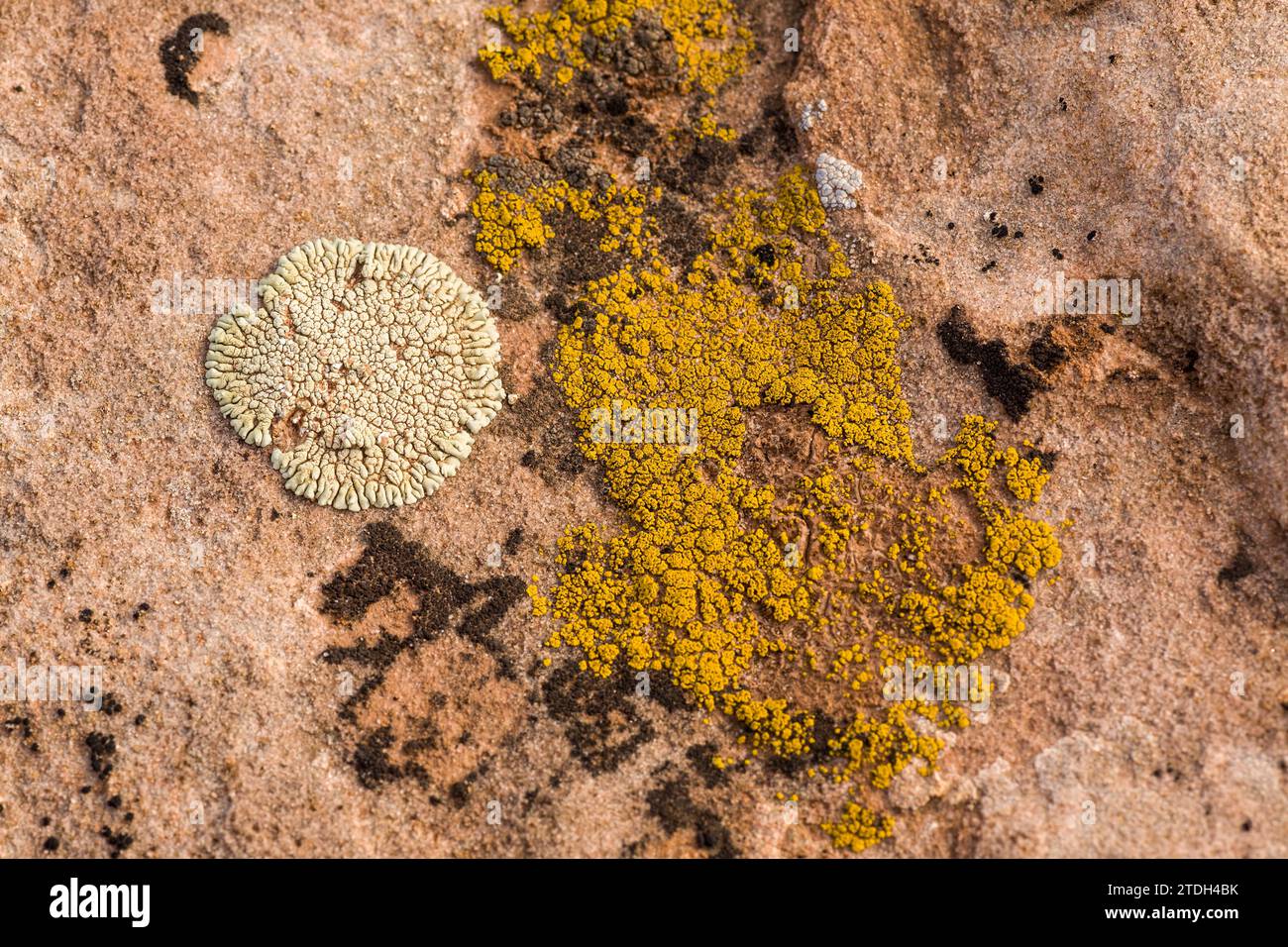 Bunte Krustosenflechten auf einem Sandsteinblock in der Wüste bei Moab, Utah. Stockfoto