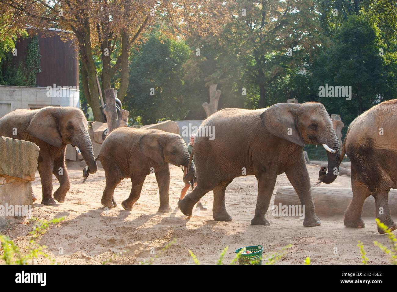 Dresdner Zoo, Elefanten Stockfoto