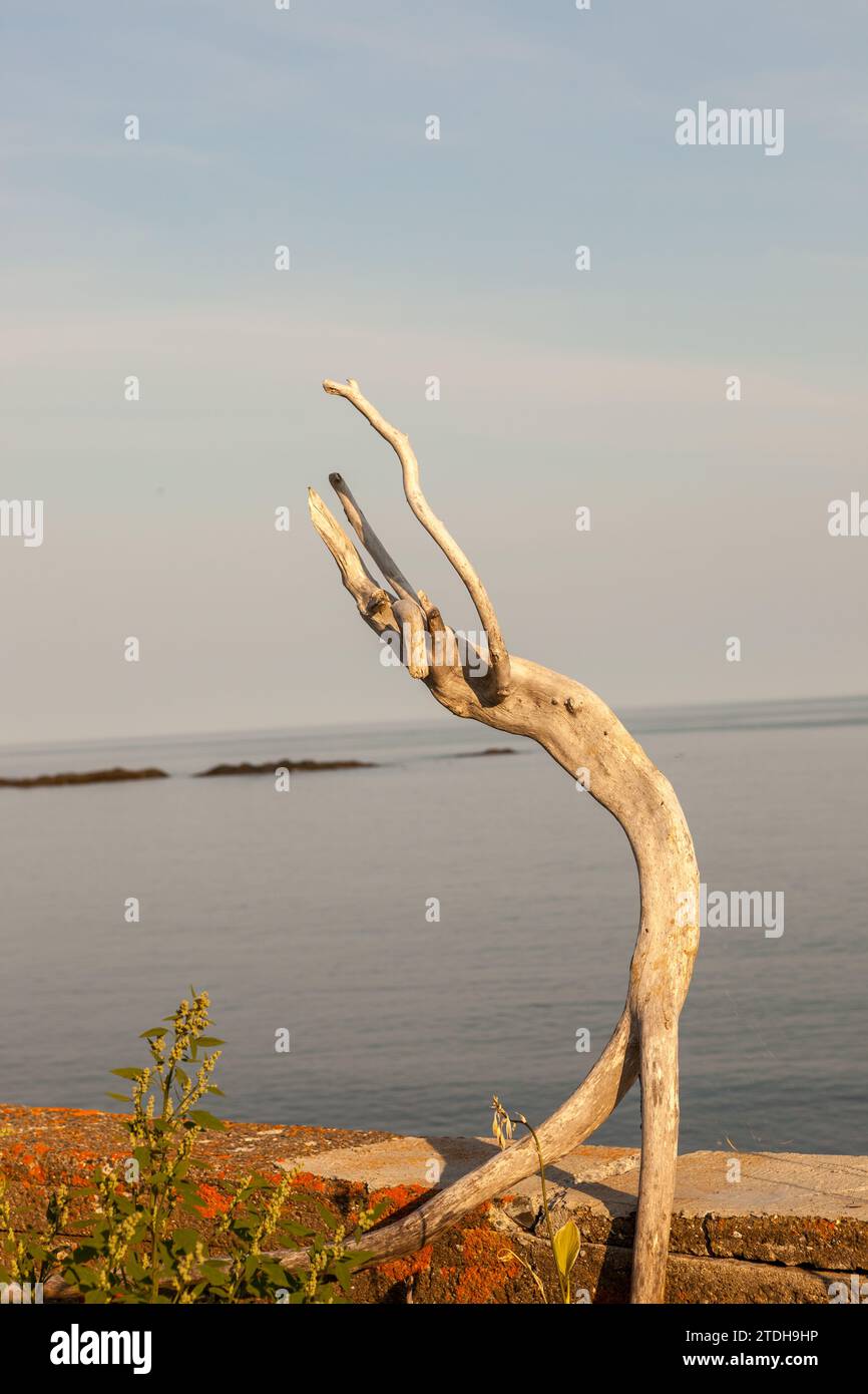 Getrockneter Baumstamm, der an eine menschliche Form erinnert. Métis-sur-Mer, Quebec, Kanada. Stockfoto Getrockneter Baumstamm, der an eine menschliche Form erinnert. Métis-sur-Mer, Quebec, Kanada. Stockfoto