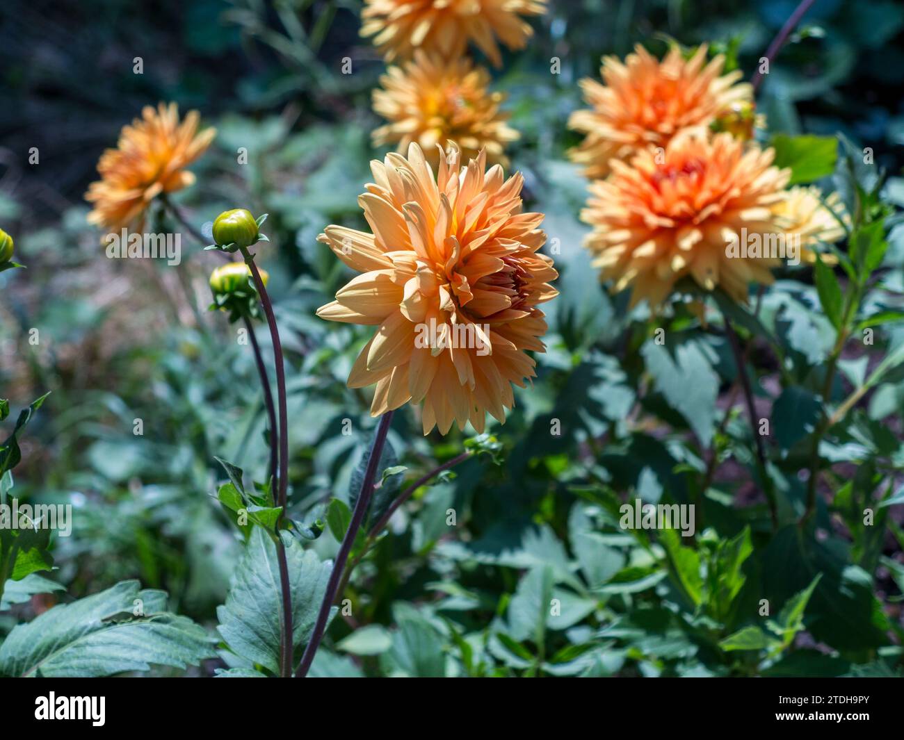 Dahlia, Dahlia pinnata, blühende Pflanzenart aus der Familie der Asteracea, die in Amerika beheimatet ist. Jardin des Métis, Grand-Métis, Quebec, Kanada Stockfoto
