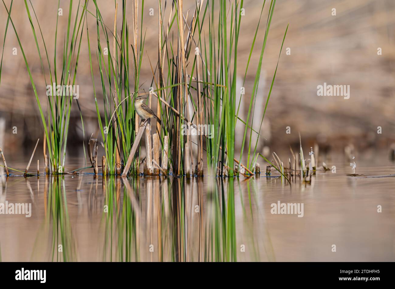 Segen-Warbler, Acrocephalus schoenobaenus, in einem Feuchtgebiet, auf einer Seggenpflanze. Stockfoto