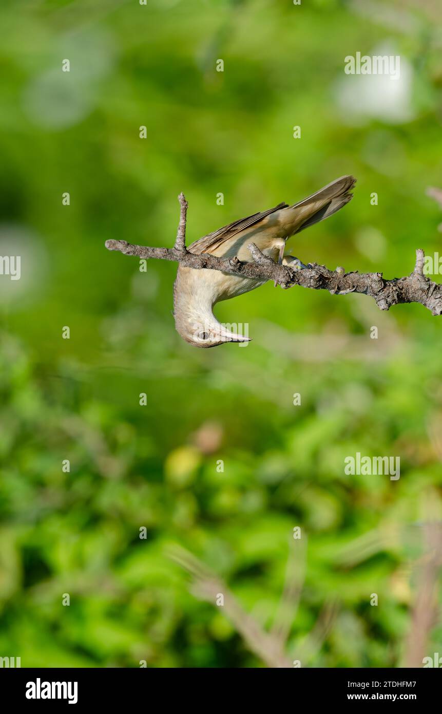 Großer Schilfvogel (Acrocephalus arundinaceus), Nahaufnahme eines Vogels, der im Frühjahr auf einem Ast in einem Feuchtgebiet singt. Stockfoto