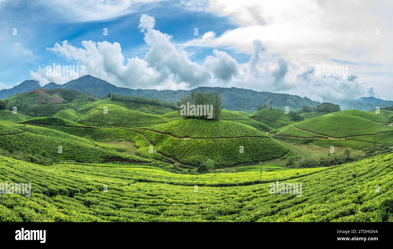 Grüne Felder mit Teeplantagen in der Hügellandschaft, Munnar, Kerala, Südindien Stockfoto