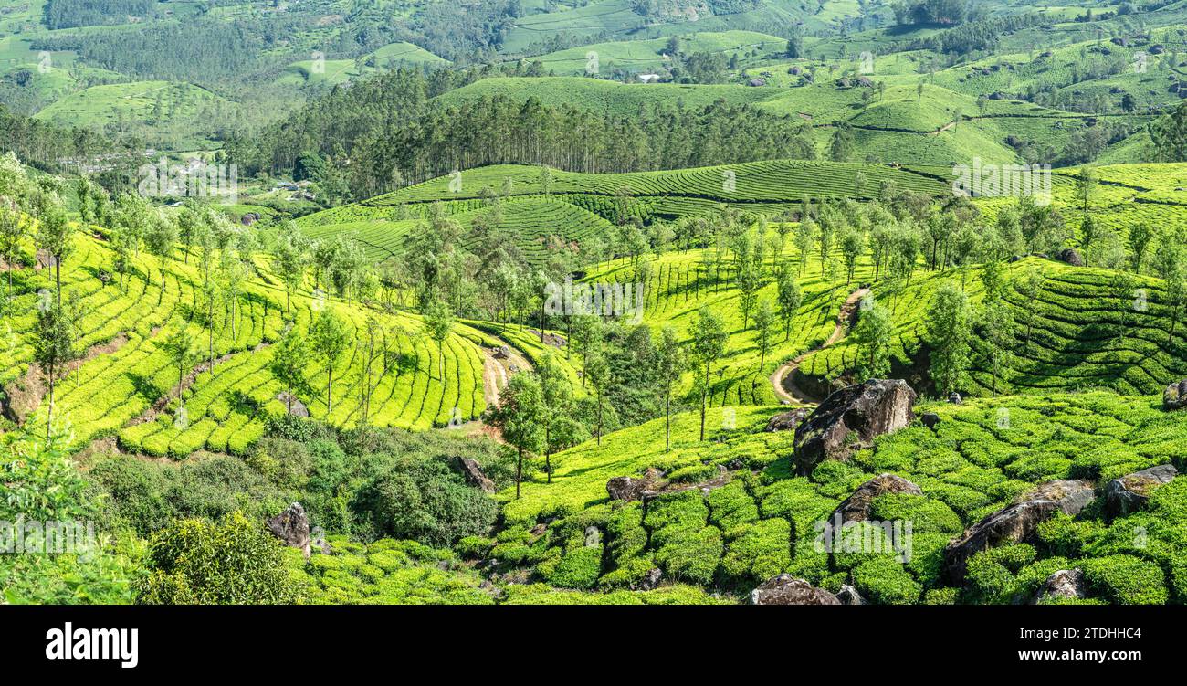 Grüne Felder mit Teegarten Plantagen in der Hügellandschaft, Munnar, Kerala, Südindien Stockfoto