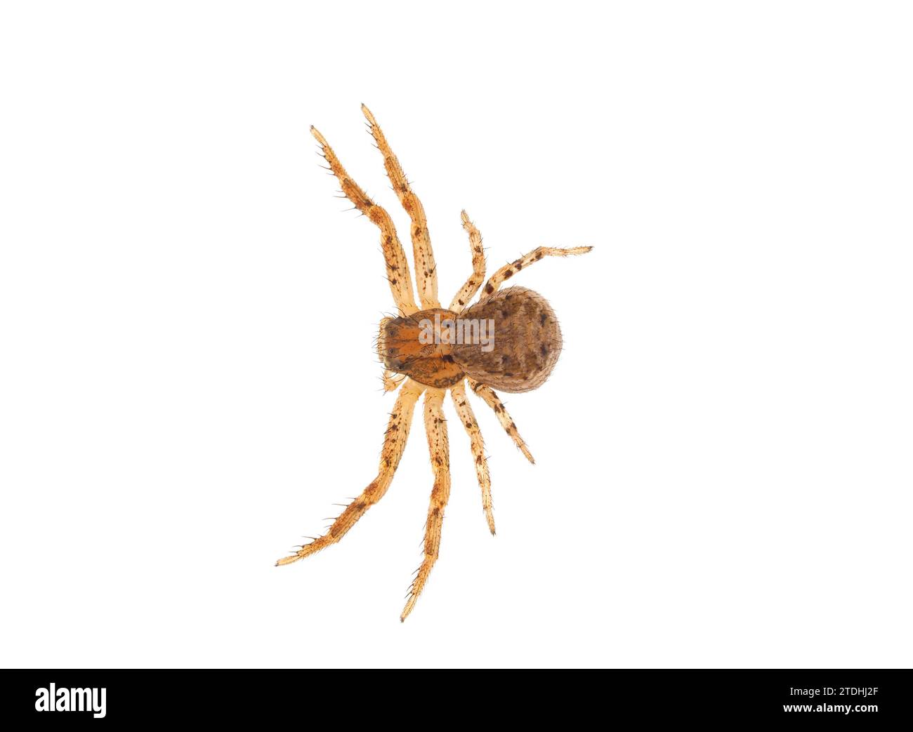 Gewöhnliche Krabbenspinne isoliert auf weißem Hintergrund, Xysticus cristatus Stockfoto