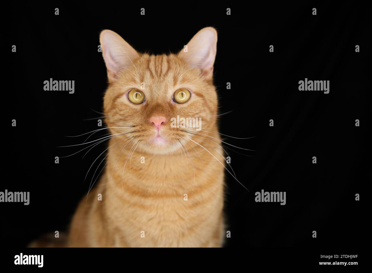 Orangefarbene Tabbykatze, die vor schwarzem Hintergrund in die Kamera schaut Stockfoto