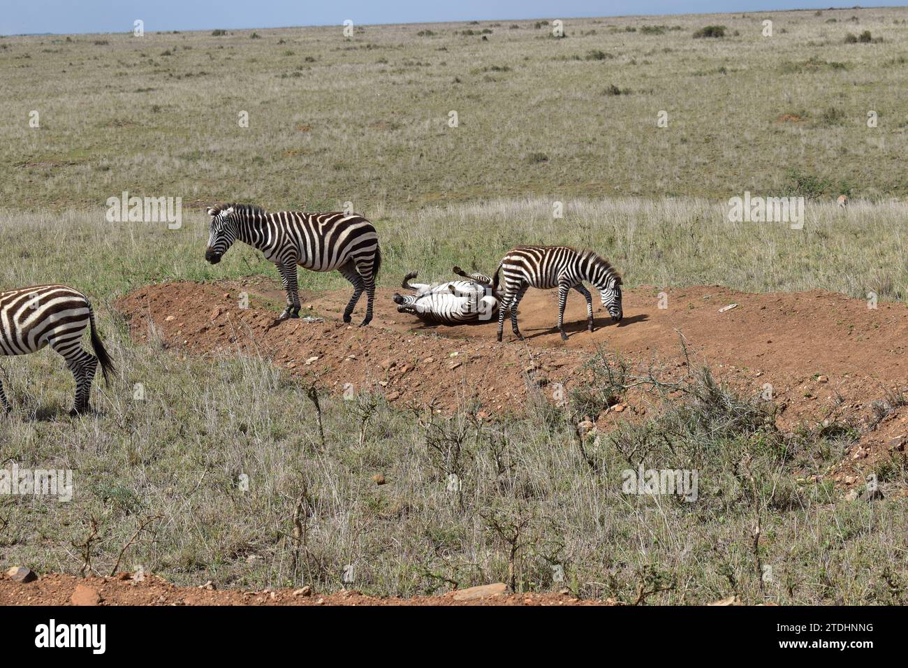 Ein Zebra, das im Dreck umherrollt und von anderen Zebras im Nairobi Nationalpark umgeben ist Stockfoto