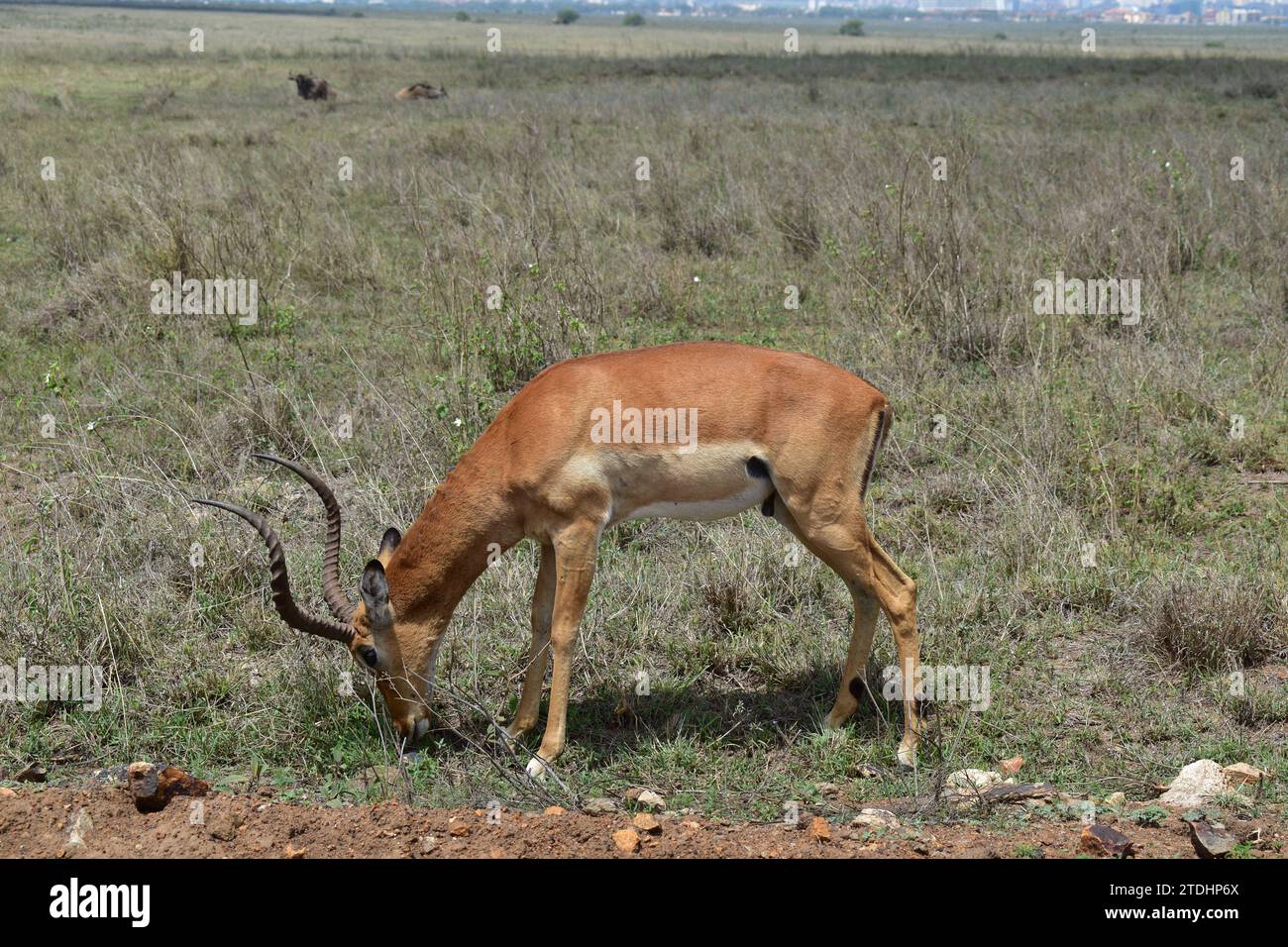 Nahaufnahme einer Gazellenantilope auf Gras im Nairobi Nationalpark Stockfoto