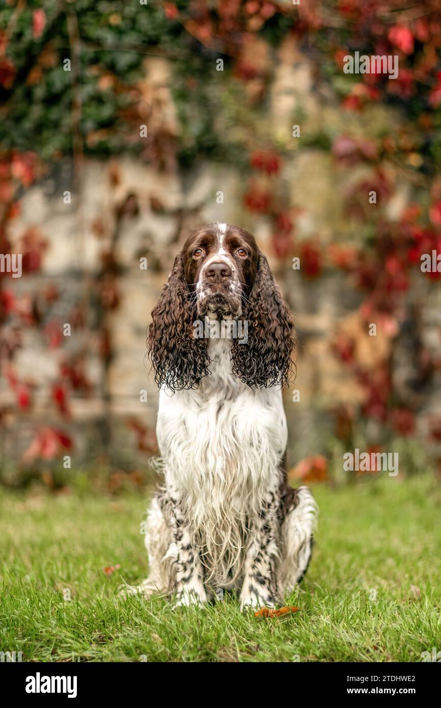 Porträt eines schönen erwachsenen englischen springer-Cocker-Hundes im Herbst draußen Stockfoto