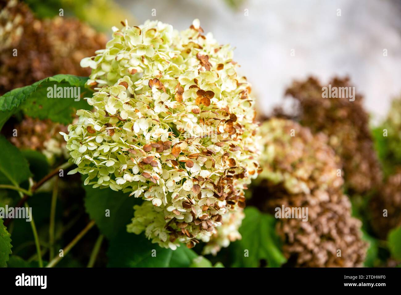 Nahaufnahme einer hellgelben Hortensie-Blüte am Ende ihrer Blüte Stockfoto