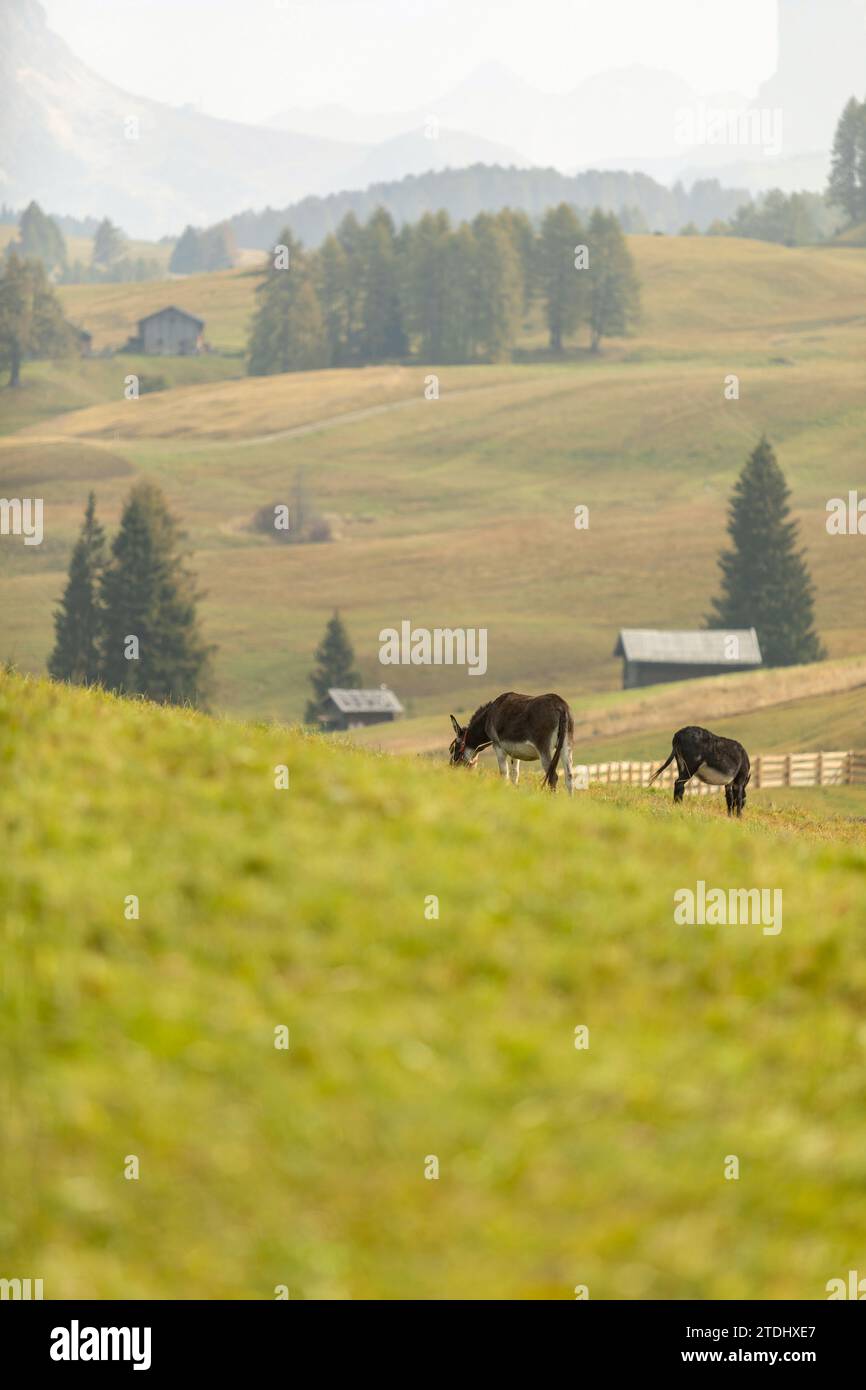 Zwei Esel auf einer italienischen Alm im Herbst draußen Stockfoto