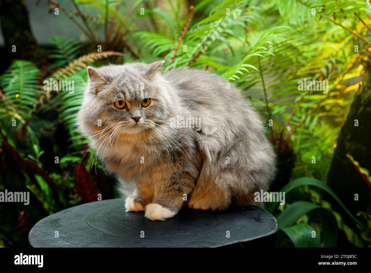 Grausilberne Tabby-britische Langhaarkatze, die auf schwarzem Holztisch im Farngarten sitzt, im Nachmittagssonnenlicht Stockfoto