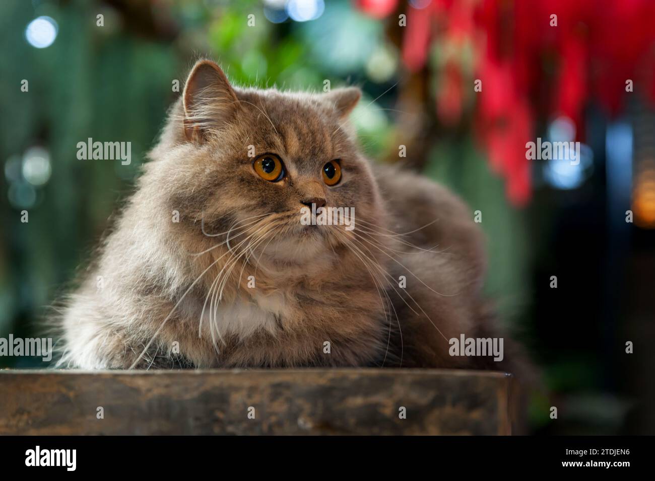 Grausilberne Tabby-britische Langhaarkatze, die auf schwarzem Holztisch im Farngarten sitzt, im Nachmittagssonnenlicht Stockfoto
