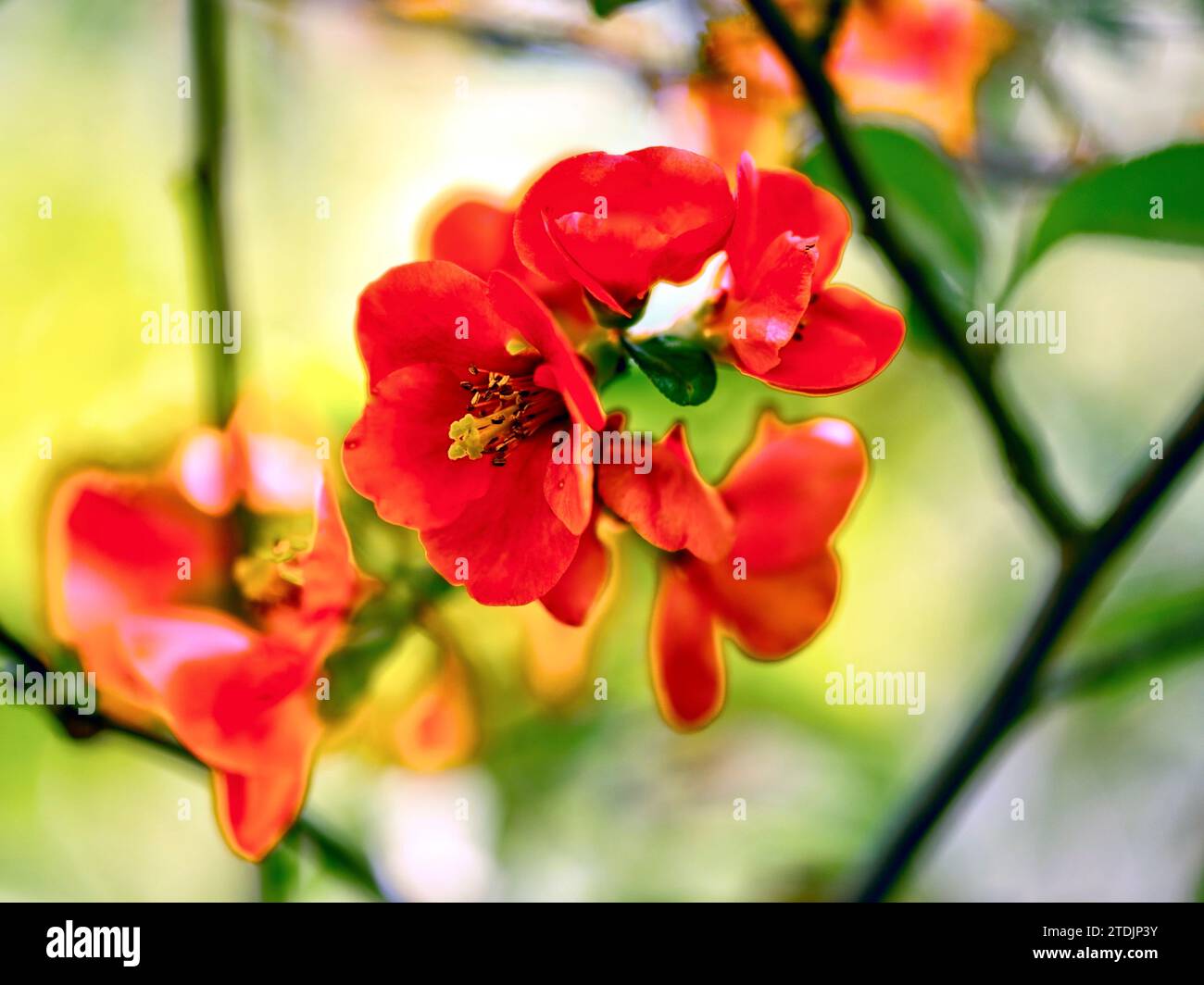 Rote Blüten der japanischen Quitte (Chaenomeles japonica) Stockfoto