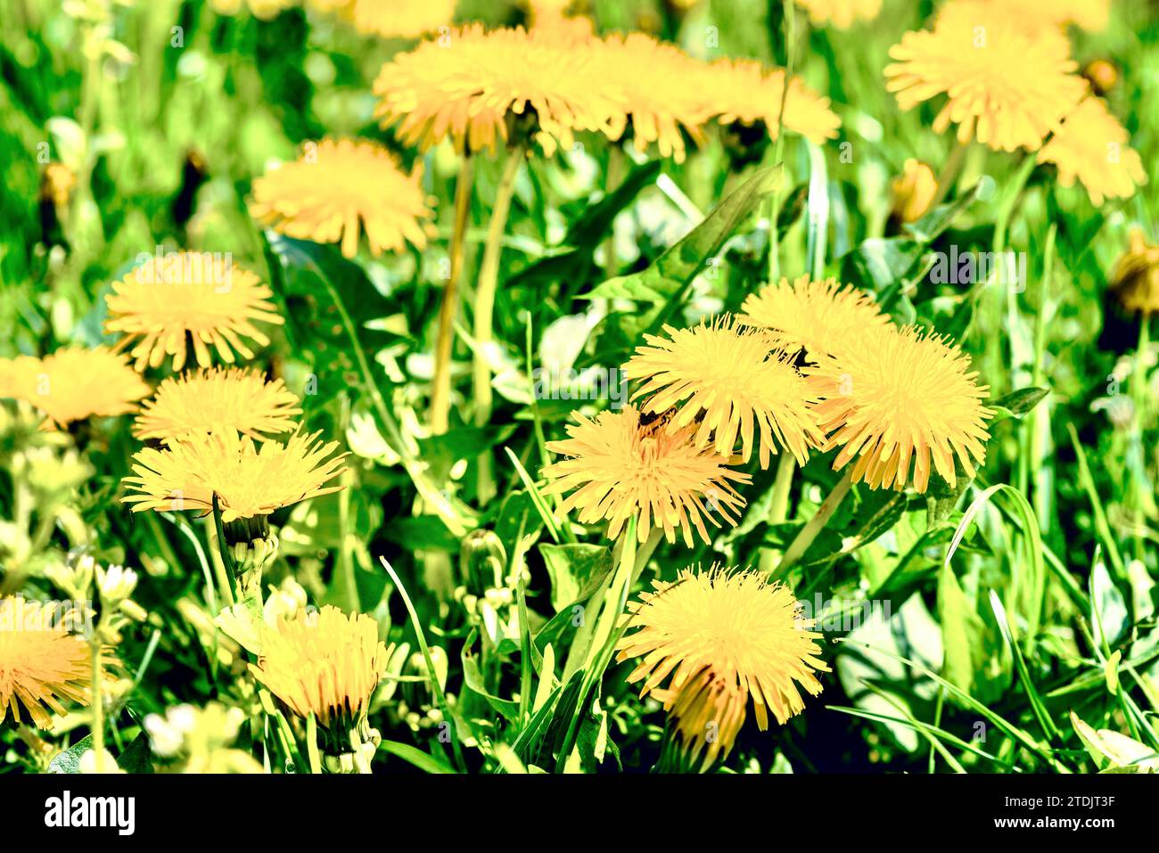Gelbe Löwenzahnblüten auf grüner Wiese. Naturhintergrund. Stockfoto