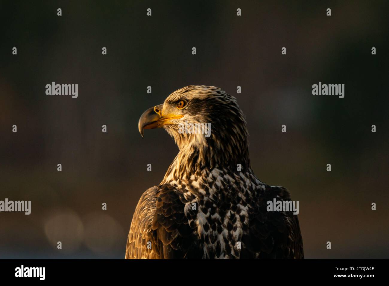 Coeur d' Alene, Idaho, USA. 17. Dezember 2023. Der meistfotografierte Vogel in den Vereinigten Staaten. Higgins Point, Lake Coeur d' Alene, Idaho. Dieser weibliche junge amerikanische Weißkopfseeadler ist aufgrund ihrer vorhersehbaren Fütterungsmuster der beliebteste Vogel in Amerika geworden. Jedes Jahr steigen Hunderte von Weißkopfadlern von November bis Januar auf dem Lake Coeur d' Alene in Idaho ab, um Kokane-Lachs zu fressen, der nach dem Laichen ausstirbt. Quelle: Kevin Paulus/Alamy Live News Stockfoto