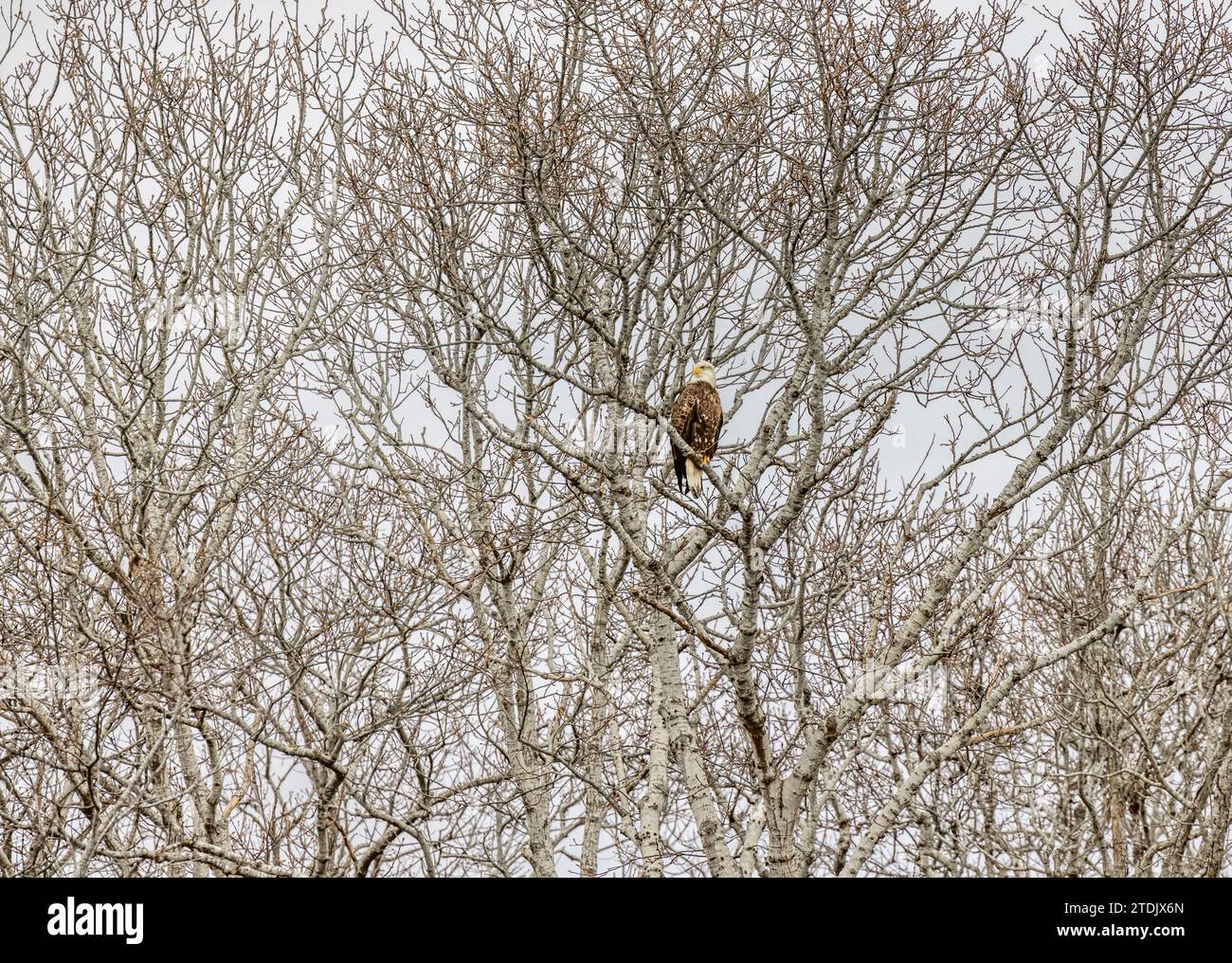 Großer Weißkopfseeadler in einem Baum an einem kalten Wintertag Stockfoto